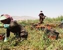 ۵۸ هزار زن روستایی و کشاورز مجوز رسمی فعالیت اقتصادی گرفتند