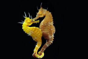 ماجرای دو اسب دریایی و سفر غیرمجاز